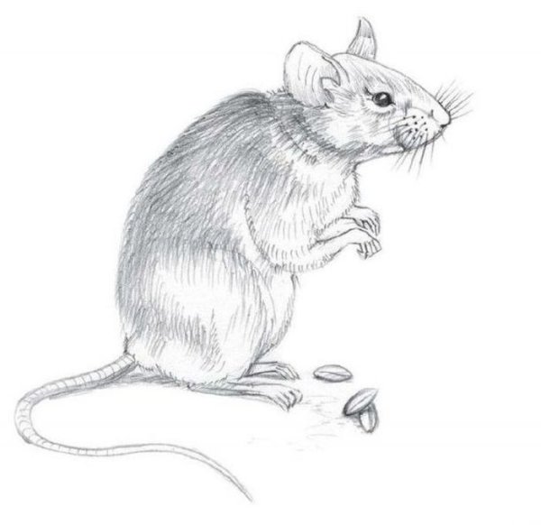 Мышка рисунок карандашом