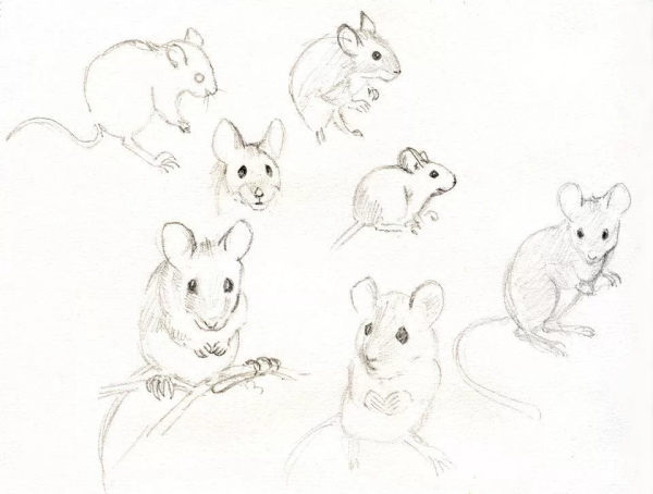 Набросок мыши