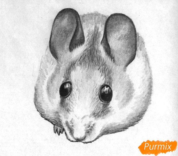 Мышка рисунок карандашом