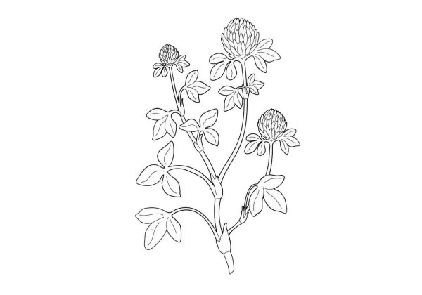 Клевер Луговой стилизация