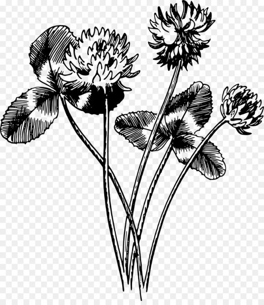 Растения рисунки карандашом легкие