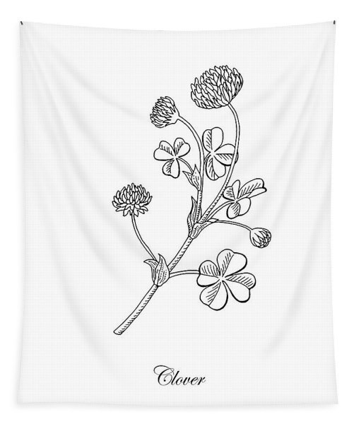 Фото клевера раскраска