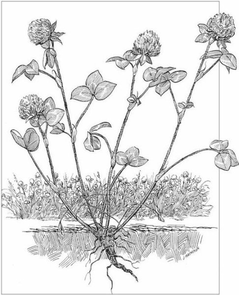 Клевер зарисовка