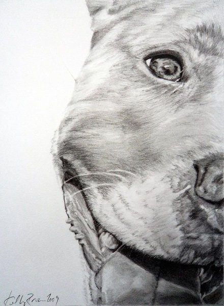 Рисунок питбуля карандашом