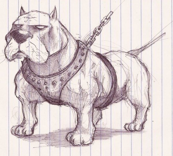 Рисунок питбуля карандашом