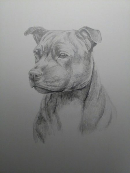 Стаффорд карандашом