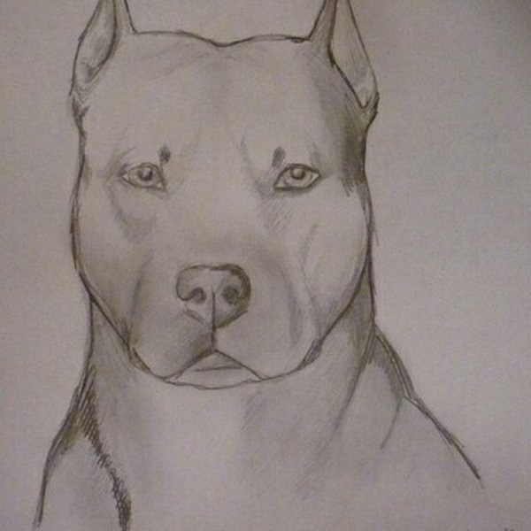 Американский стаффордширский терьер раскраска