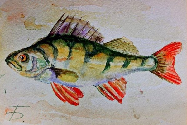 Окунь живопись