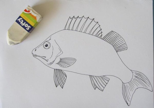 Поэтапное рисование окуня