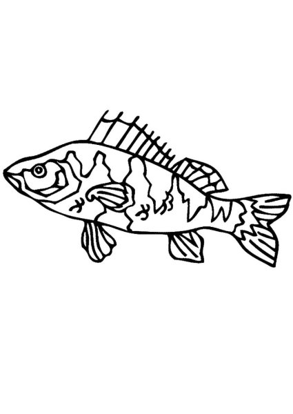 Судак рыба раскраска