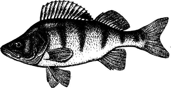 Нарисовать окуня