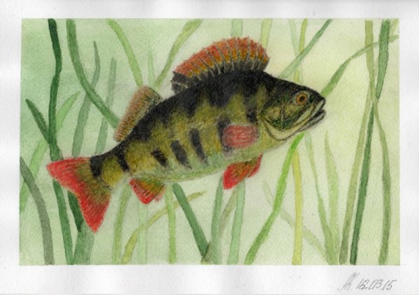 Рыба Судак вектор