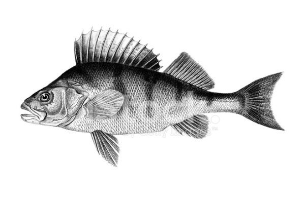 Рыба Ерш раскраска для детей