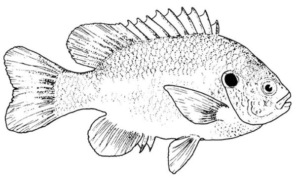 Окунь карандашом
