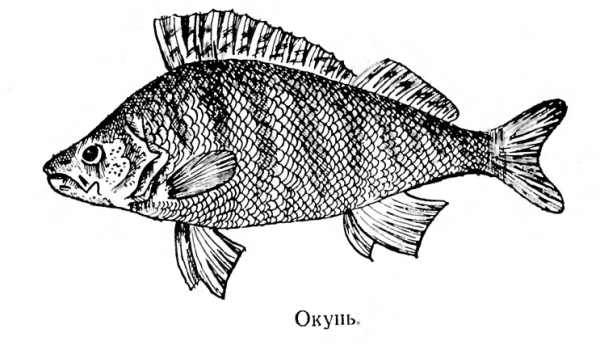 Выжигание по дереву рыба