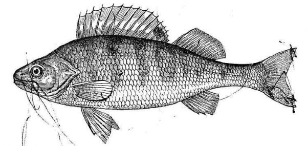 Окунь силуэт