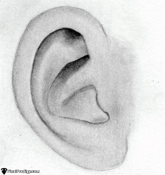 Ушная раковина референс