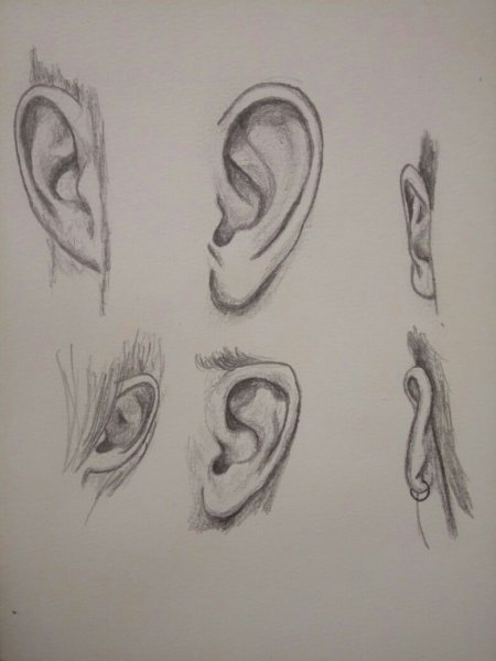 Ухо сбоку референс