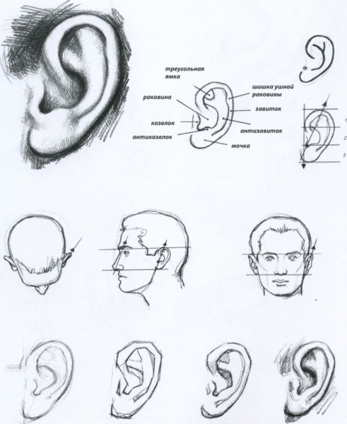 Ухо рисунок для детей