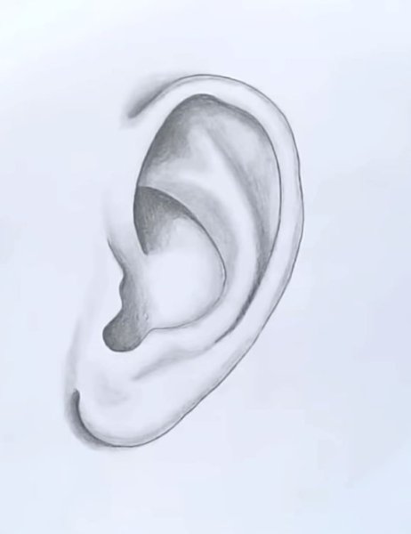 Ушная раковина анатомия схема