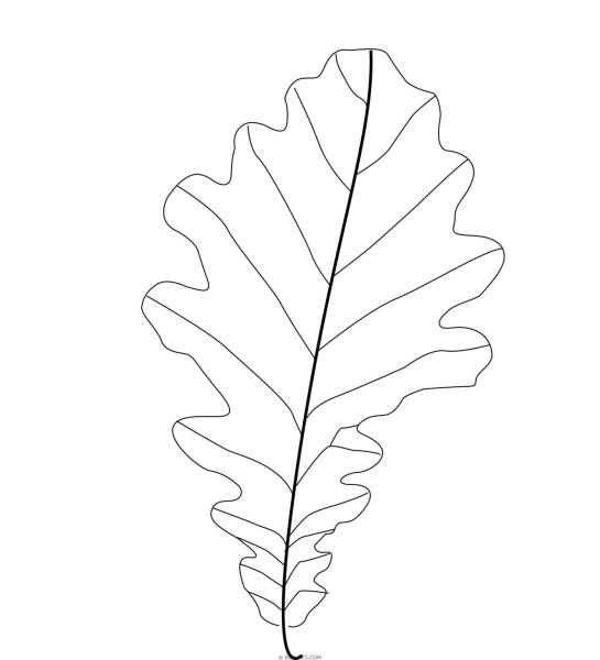 Дубовый лист для срисовки