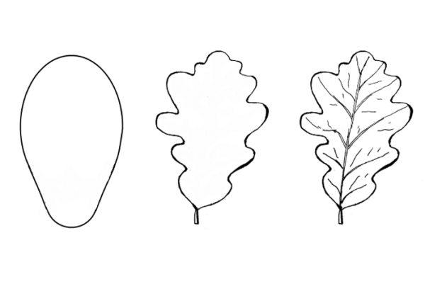 Рисование Дубового листа