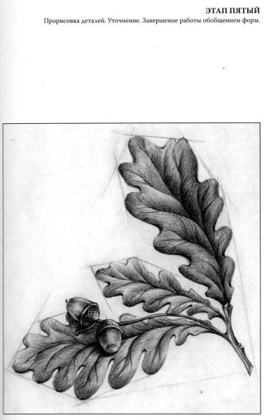 Дубовые листья эскиз