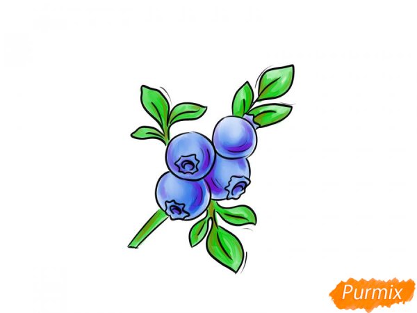 Голубика карандашом