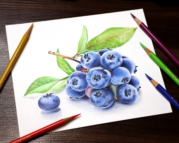 Куст голубики раскраска