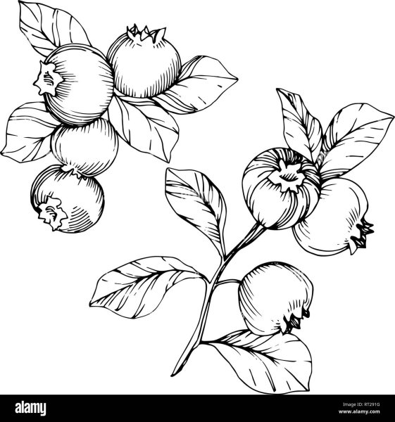 Голубика Ботаническая иллюстрация