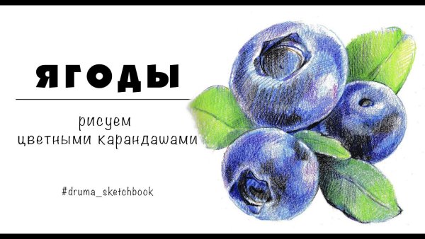 Черника карандашом