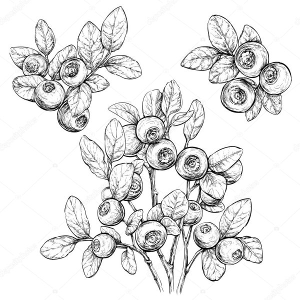 Черника рисунок