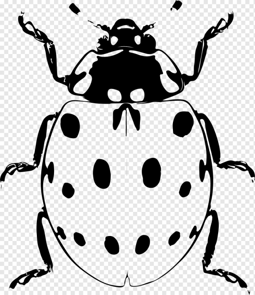 Этапы рисования Божьей коровки для детей