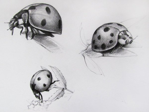 Рисование для детей Божья коровка