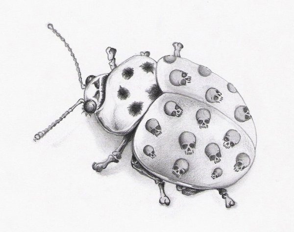 Божья коровка рисунок карандашом