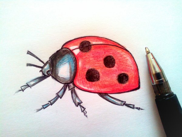 Рисование Божья коровка
