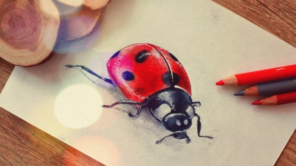 Божья коровка карандашом