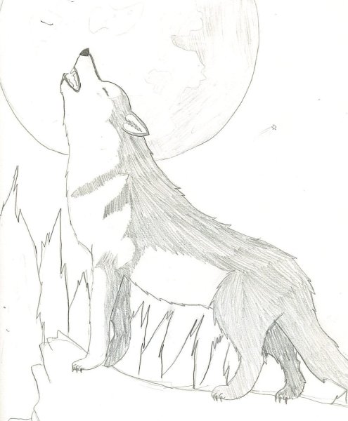 Раскраска волк