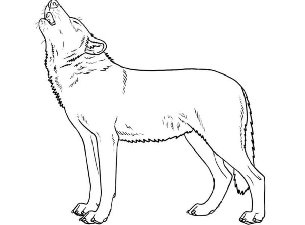 Волк рисунок для детей