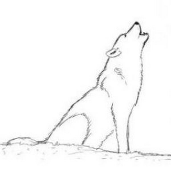 Пошаговое рисование волка