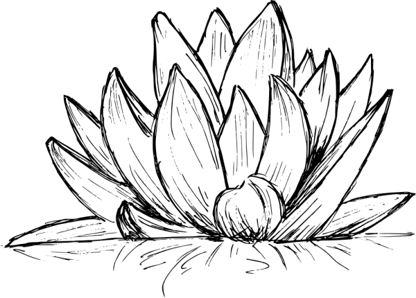 Лотос цветок карандашом