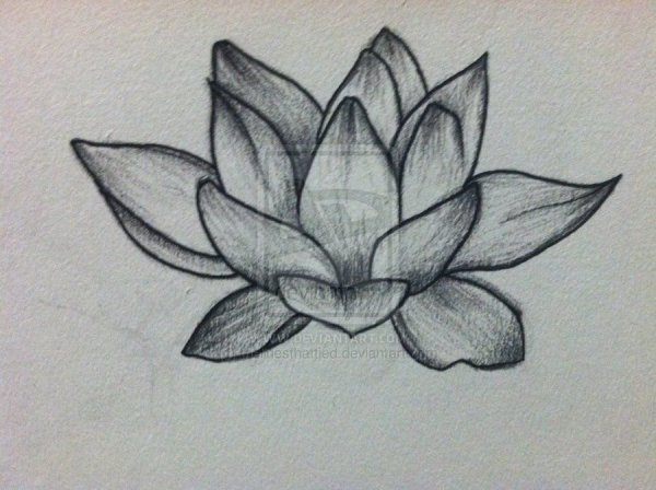 Как нарисовать Лотос карандашом