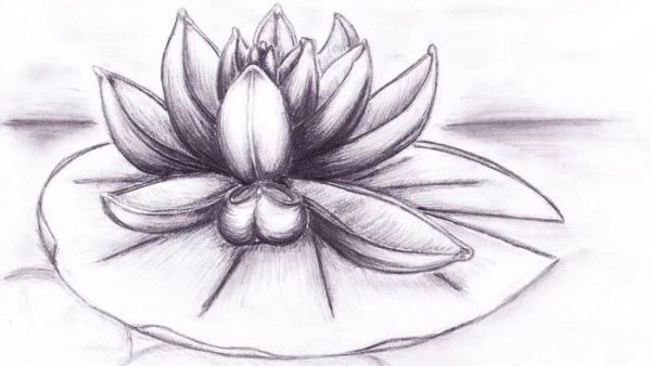 Кувшинка карандашом