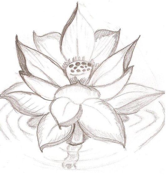 Водяная Лилия карандашом