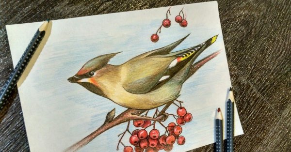 Птица цветными карандашами для детей