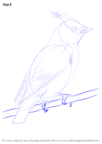 Свиристель поэтапное рисование