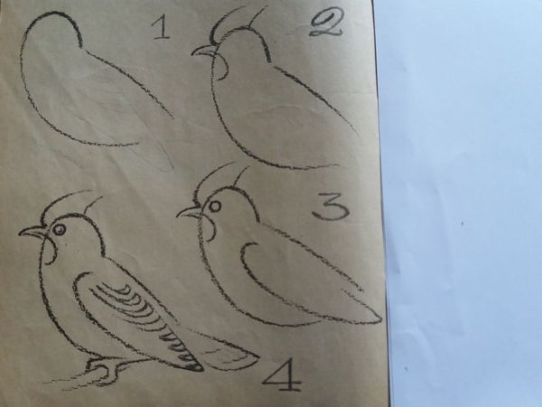 Птицы для срисовки