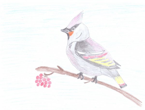 Свиристель птица нарисовать