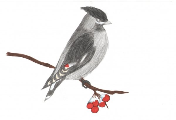 Рисунок свиристели карандашом
