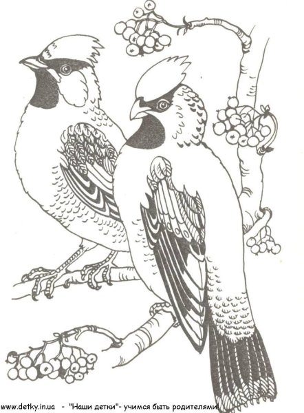 Лесные птицы раскраска